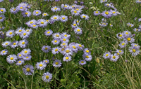 Asters in the Flat Tops 5659